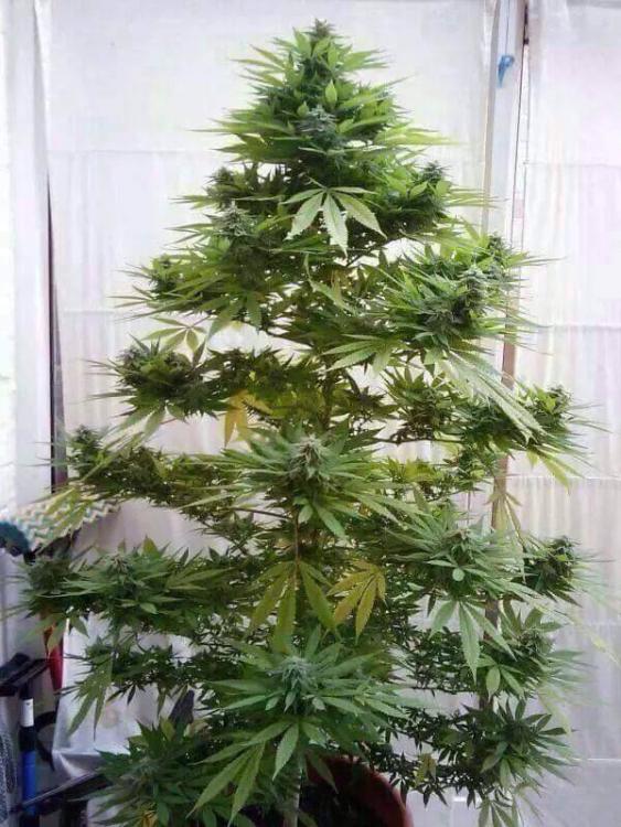My Special Christmas Tree 121216.jpg
